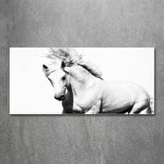 Wallmuralia.sk Foto obraz akryl zvislý do obývačky Biely kôň 140x70 cm 2 prívesky
