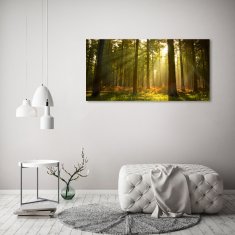 Wallmuralia.sk Foto obraz akryl do obývačky Les slnko 100x50 cm 2 prívesky