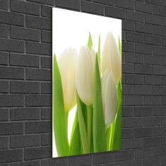 Wallmuralia.sk Vertikálny foto obraz akryl do obývačky Biele tulipány 50x100 cm 2 prívesky