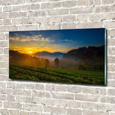 Wallmuralia.sk Foto obraz sklo tvrzené čajová plantáž 125x50 cm 2 prívesky