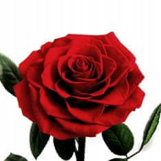 Korbi Červená večná ruža pod tienidlom
