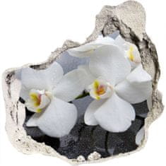 Wallmuralia.sk Diera 3D fototapety nálepka Orchidea 125x125 cm