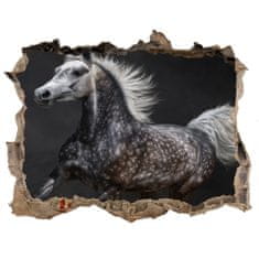 Wallmuralia.sk Díra 3D fototapeta na stěnu Gray arabský kôň 120x81 cm