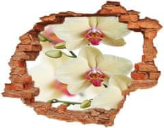 Wallmuralia.sk Diera 3D fototapeta nálepka Orchidea 148x115 cm