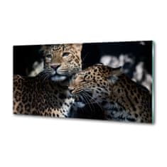 Wallmuralia.sk Dekoračný panel sklo Dva leopardy 140x70 cm