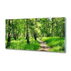 Wallmuralia.sk Dekoračný panel sklo Brezovy les 125x50 cm