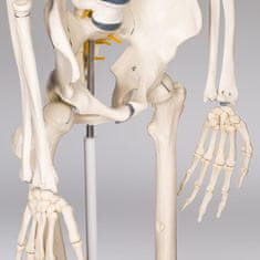 tectake Anatomický model ľudskej kostry 180 cm