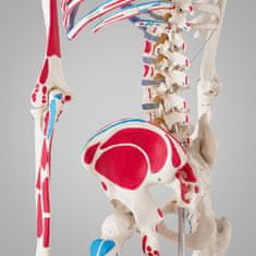 tectake Anatomická kostra s označením svalov